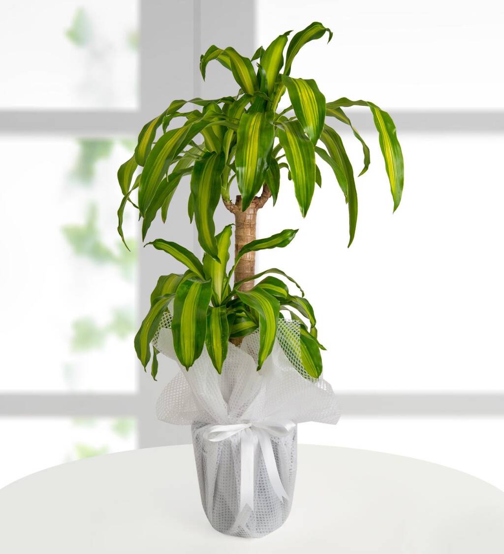 dracena-massengena-ikili