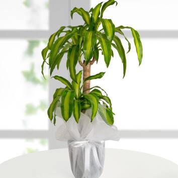 dracena-massengena-ikili