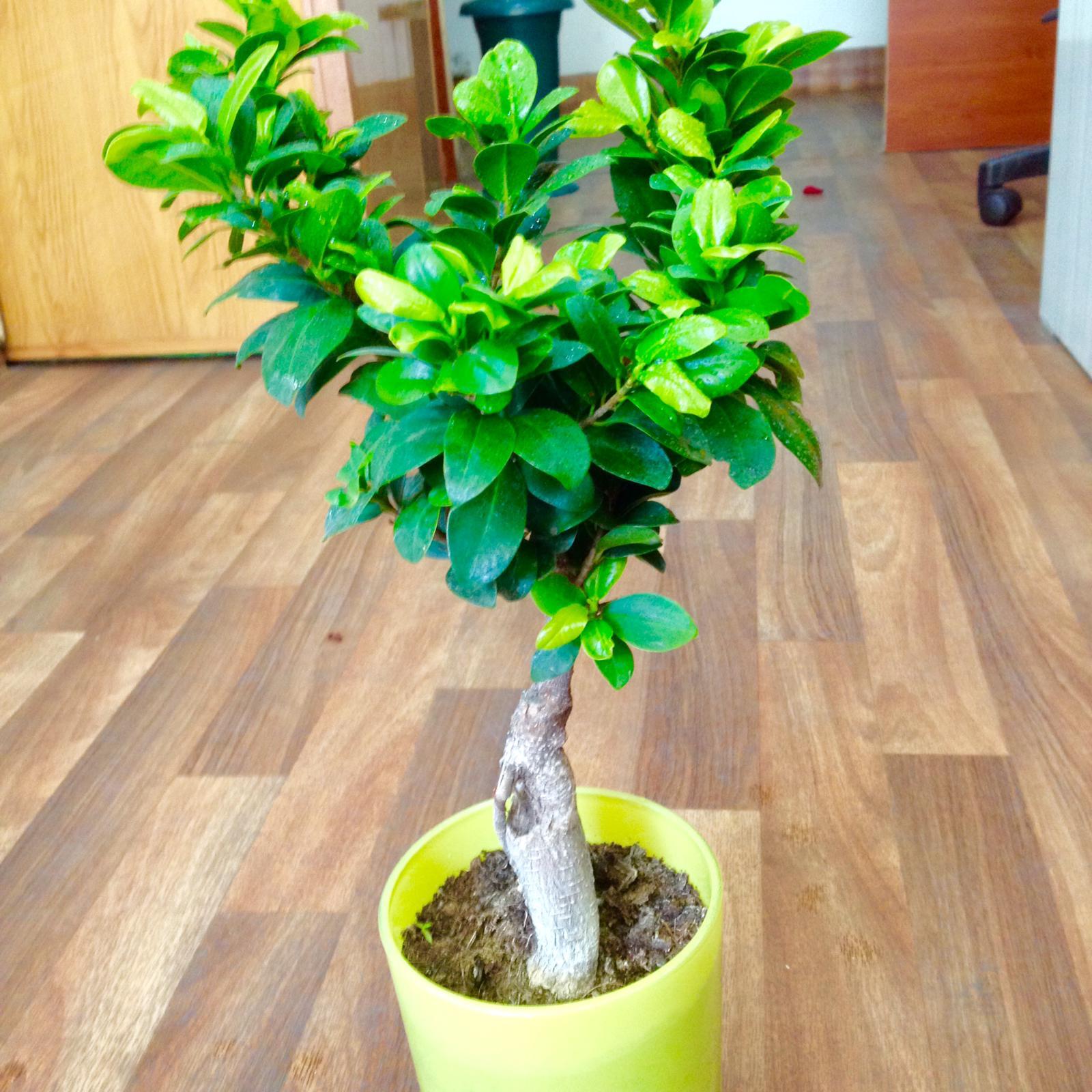 BONSAİ